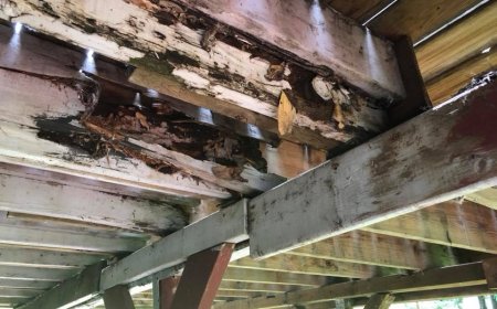 Top Signs You Need a Termite Inspection in Baltimore and What to Do Next