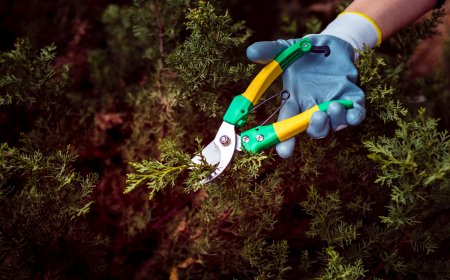 The Importance of Stump Removal and Emergency Tree Services in Monrovia for Your Safety