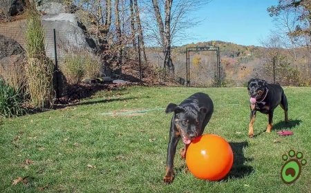 Is There a Reliable Non-Electric Dog Fence System? A Case Study on Pet Owners Choosing DIY Dog Fence Kits from PetPlaygrounds