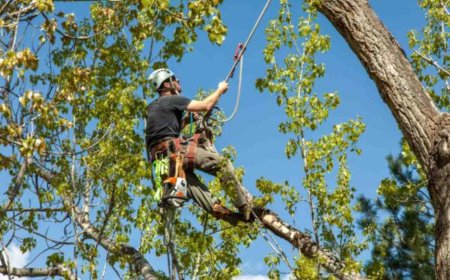 Emergency Tree Removal: Act Fast to Protect Your Property and Safety