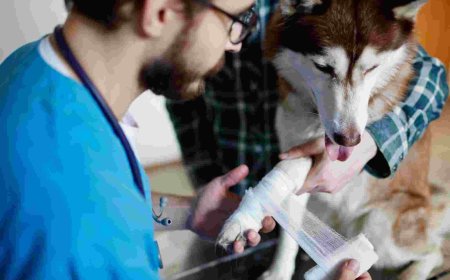 After-Hours Emergency Veterinarian Services: Why Quick Action Could Save Your Pet’s Life