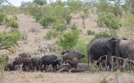 Kruger Park Lodges Guide for Families Couples and Solo Travelers Seeking the Ultimate Safari Stay