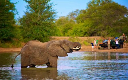 Compare the Best Kruger Park Safari Packages with All Inclusive and Custom Options