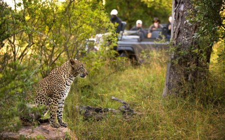 Compare the Best African Safari Packages for an Unforgettable African Wildlife Tour