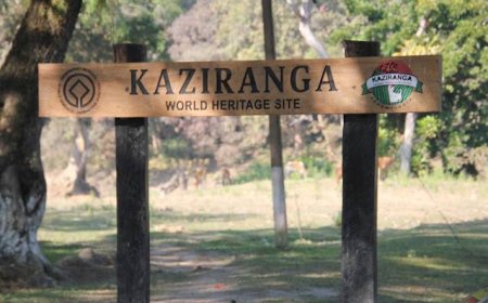 Plan the Perfect Getaway with Kaziranga Holiday Packages