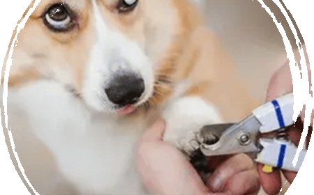 Why Choosing the Right Grooming Station Matters for Your Pet in San Diego