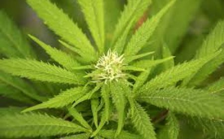 Understanding Cannabis: History, Uses, and Modern Impact