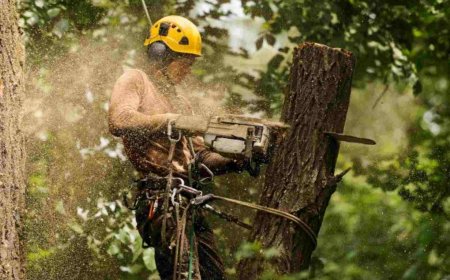 Tree Pruning: The Art and Science of Healthier, Happier Trees