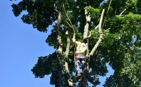 Tree Pruning: The Ultimate Guide to Healthier, Safer, and More Beautiful Trees
