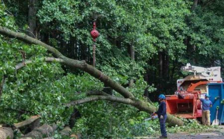 Tree Pruning: The Secret to Healthier, Stronger, and Better-Looking Trees