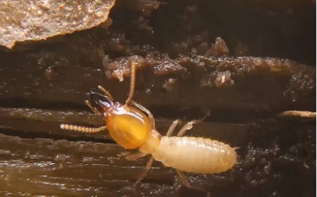 General Pest Control: Your First Line of Defense Against Unwanted Invaders