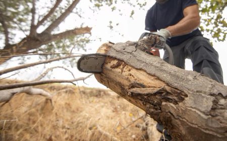 Emergency Tree Removal: What to Do When Trees Become a Danger