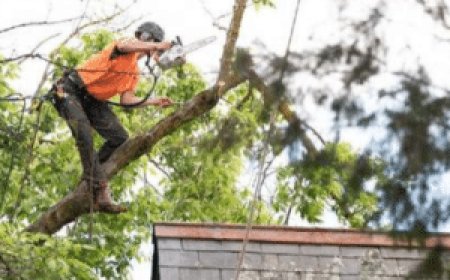 Emergency Tree Removal: A Complete Guide to Handling Hazardous Tree Situations