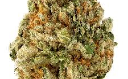 Super Sour Diesel: The Ultimate High-Energy Cannabis Strain