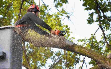 Emergency Tree Removal: What You Need to Know Before It's Too Late