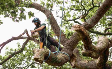 Emergency Tree Removal: What You Need to Know and How to Act Fast