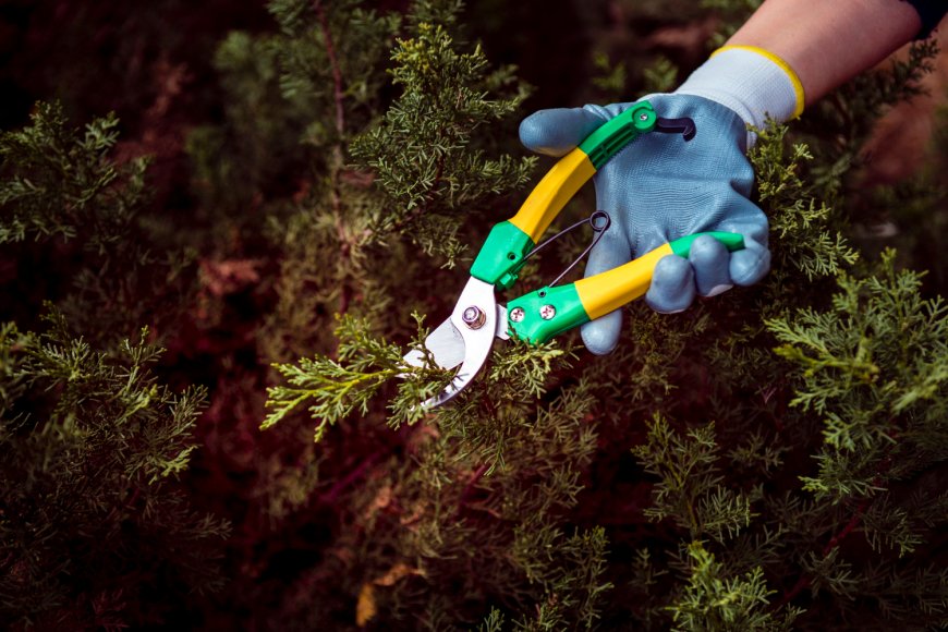 The Importance of Stump Removal and Emergency Tree Services in Monrovia for Your Safety