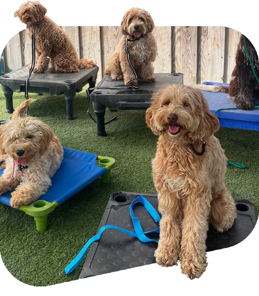 Why In-Person Dog Training Might Be the Breakthrough You and Your Dog Need