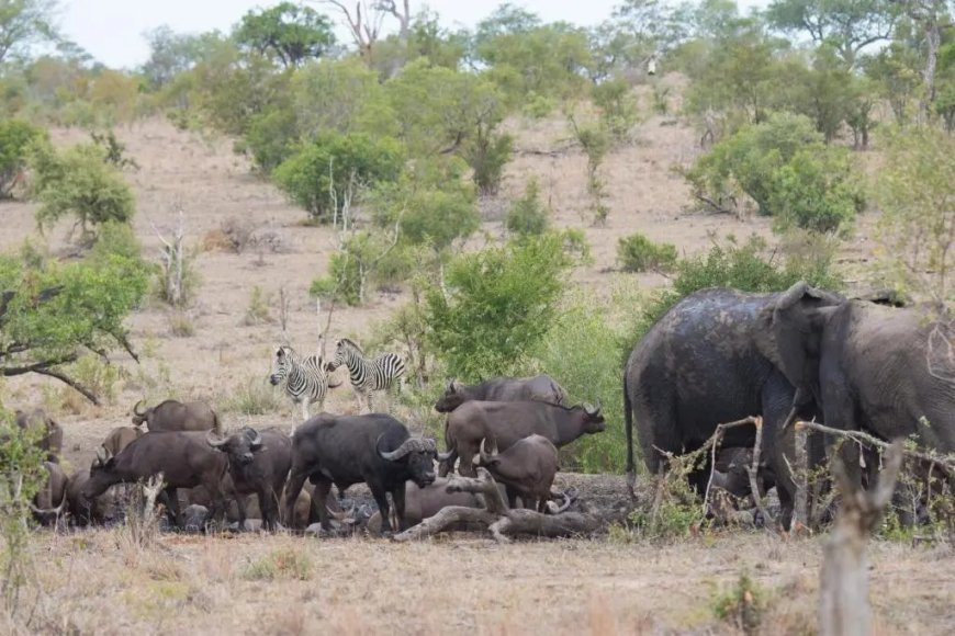 Kruger Park Lodges Guide for Families Couples and Solo Travelers Seeking the Ultimate Safari Stay