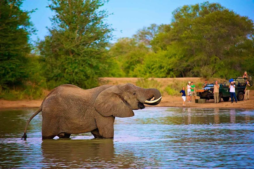 Compare the Best Kruger Park Safari Packages with All Inclusive and Custom Options