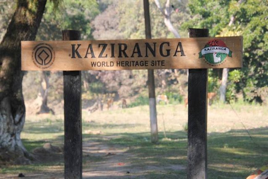 Plan the Perfect Getaway with Kaziranga Holiday Packages