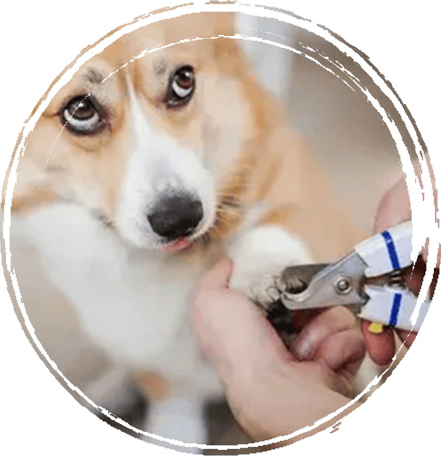 Why Choosing the Right Grooming Station Matters for Your Pet in San Diego