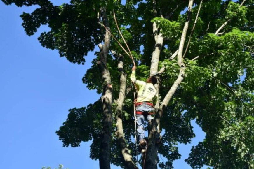 Tree Pruning: The Ultimate Guide to Healthier, Safer, and More Beautiful Trees