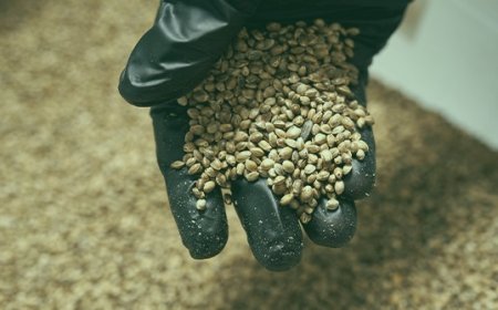 The Ultimate Guide to Buying Cannabis Seeds Online: What You Need to Know