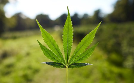 Why Camino Delivery in La Habra Is the Go-To Choice for Edible Lovers