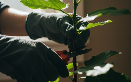 The Ultimate Guide to Fiddly Fig Care: Keep Your Fiddle Leaf Fig Thriving