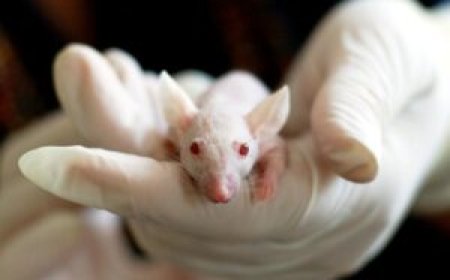 Worried About Rats? Melbourne Control Services to the Rescue