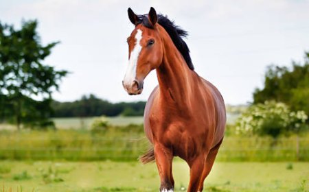 Your Guide to Finding the Best Horses for Sale in NZ