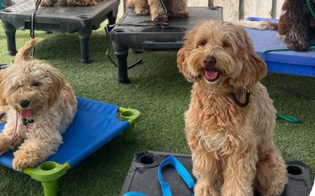 Tired of Tug of War Walks Meet the Leash Thats Changing the Game for Dog Owners