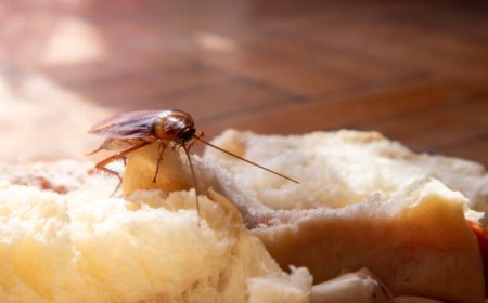 Say Goodbye to Pests with Expert Removal Solutions Today