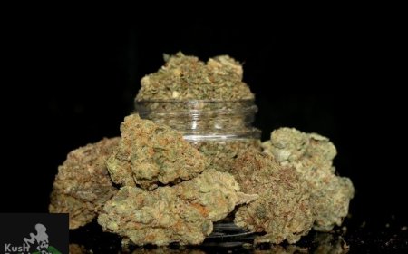 Summer Weed Deals in Canada: Your Guide to the Best Savings