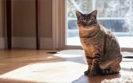 How Do NYC’s Favorite Cat Sitters – Gotham City Cat Care Keep Cats Comfortable?