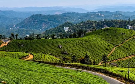 Into the Clouds: Touring Munnar’s Scenic Splendor