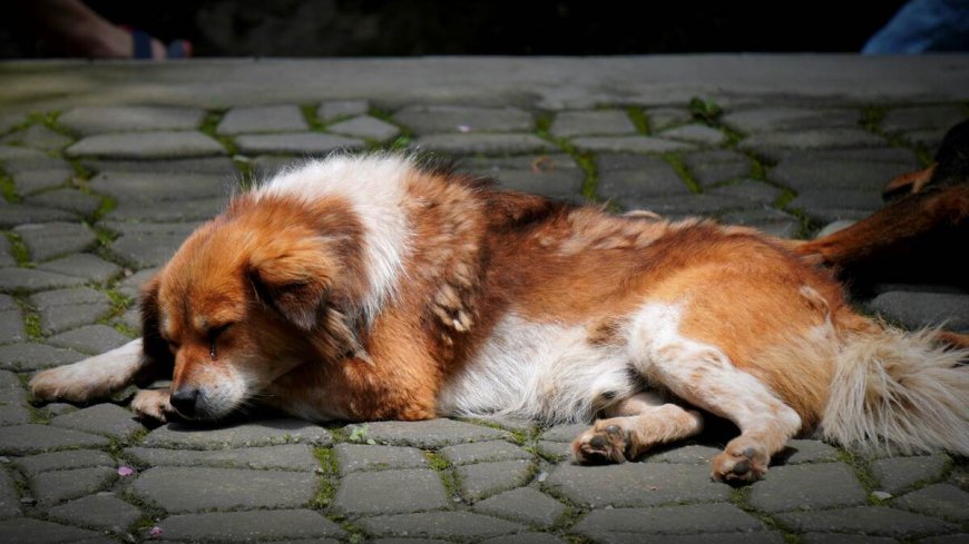 Care for Your Dog After Neutering: Warning Signs & Recovery Tips